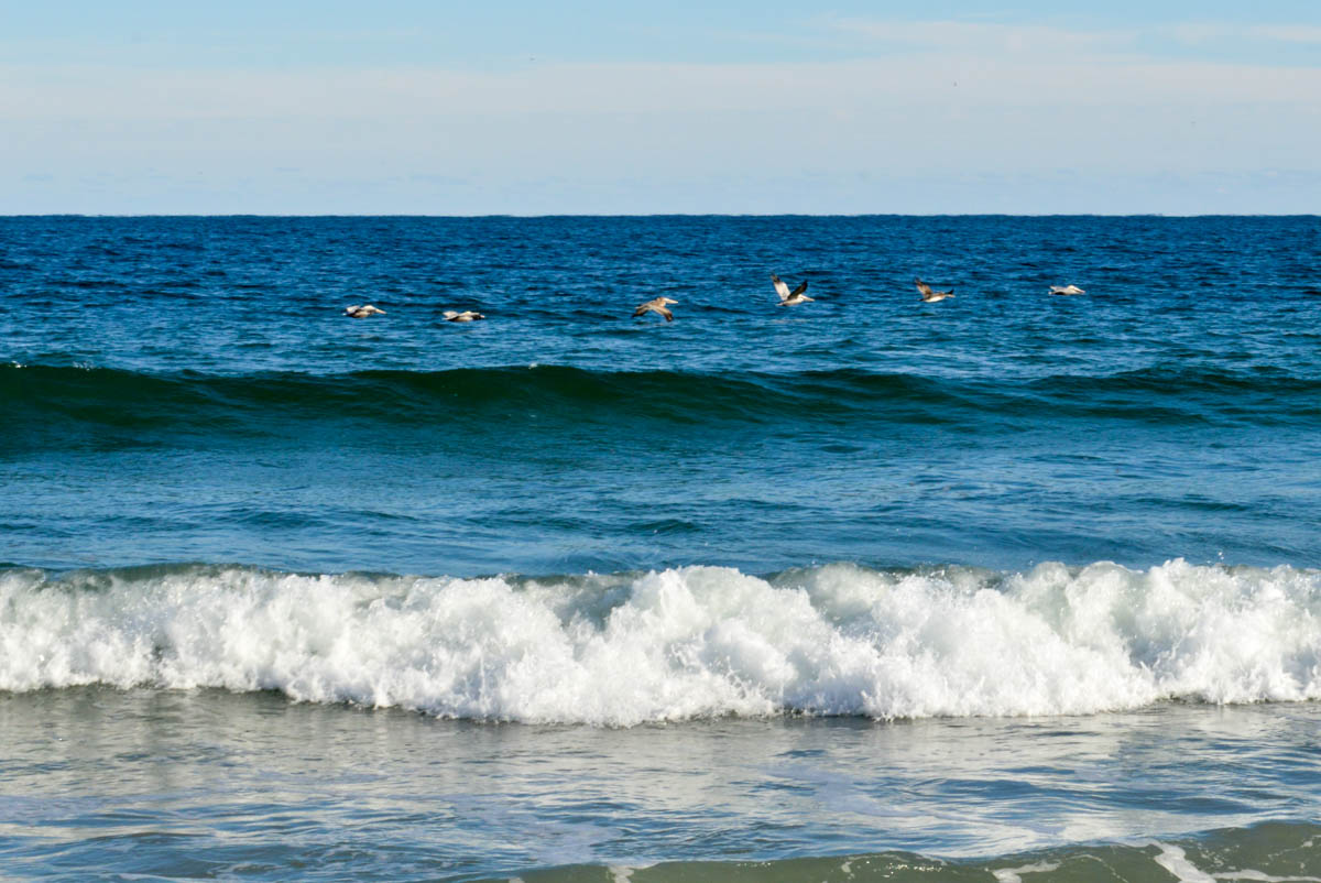 I enjoyed watching the pelicans cruise back and forth over the waves.